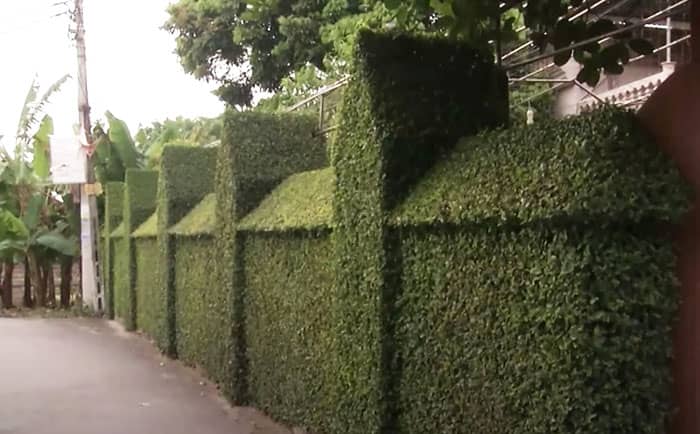 Tường hàng rào cây xanh quanh nhà
